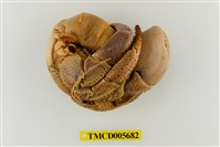 藏品(短腕陸寄居蟹)的圖片
